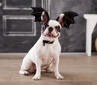 Last Minute Diy Halloween Costumes For Pets