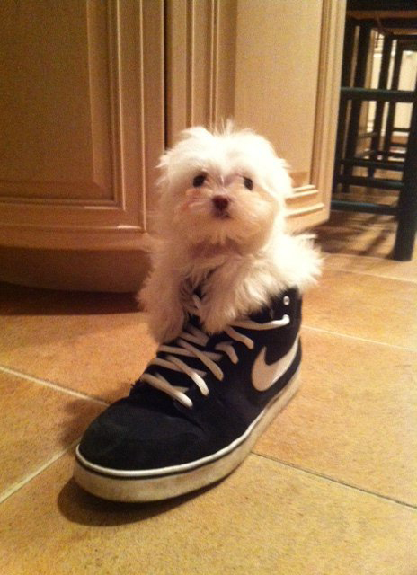 MANIAC Mutt contest – Vote Now