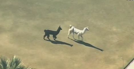 Llamas on the loose