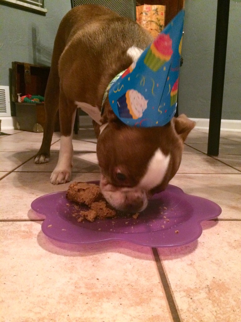 Homemade Birthday Cake for Dogs 