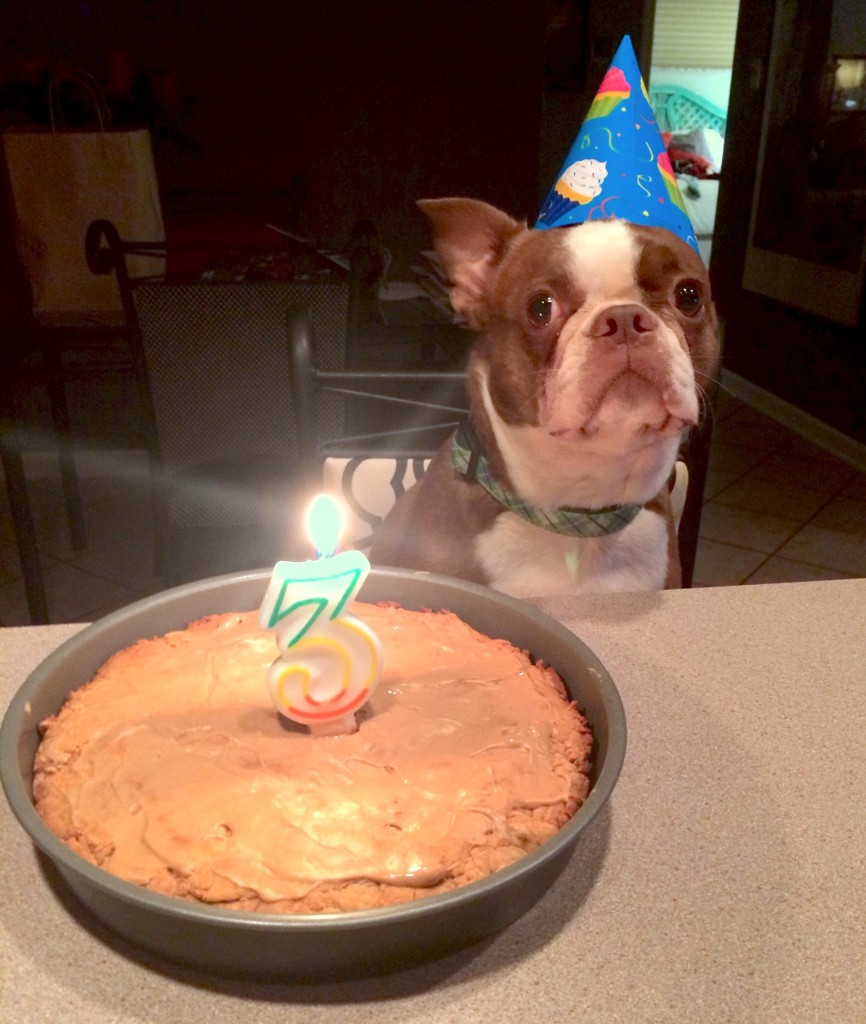 Homemade Birthday Cakes for Dogs recipe