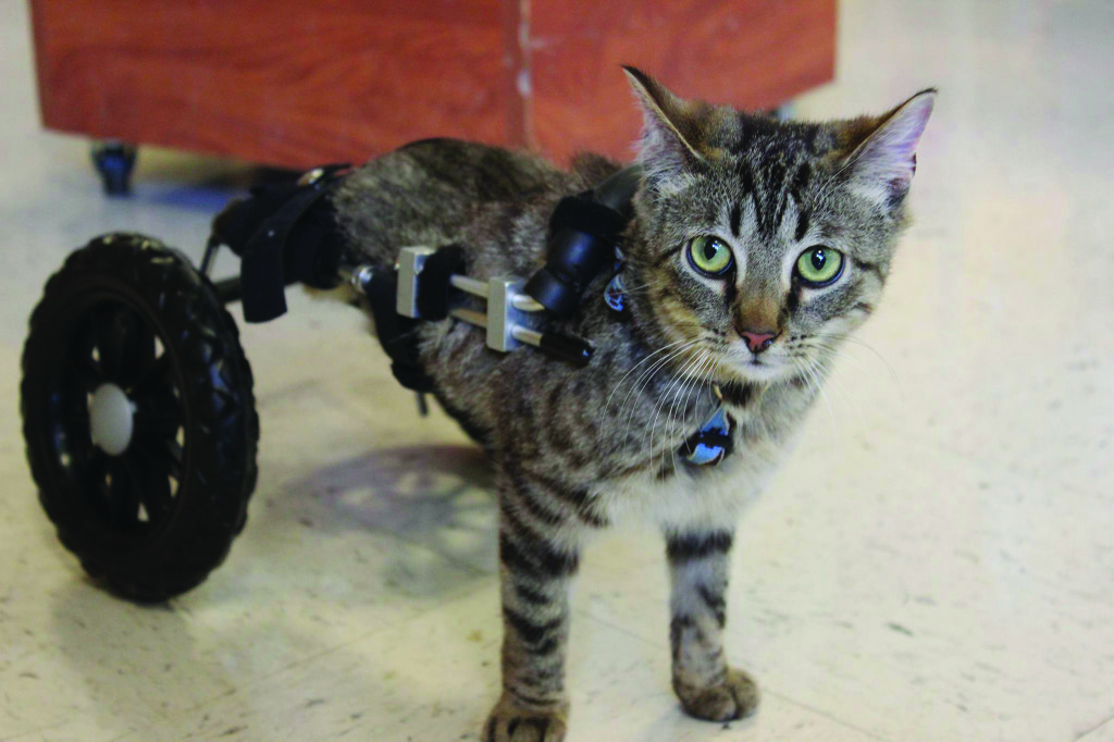 wheelchairs for cats 