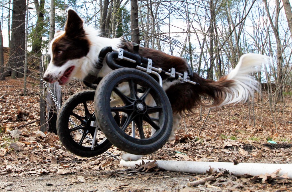 Roosevelt Jumps Dog Wheelchair (1)